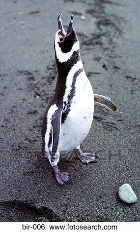 Stock Photograph - Magellan Penguin Beach Calling. Fotosearch