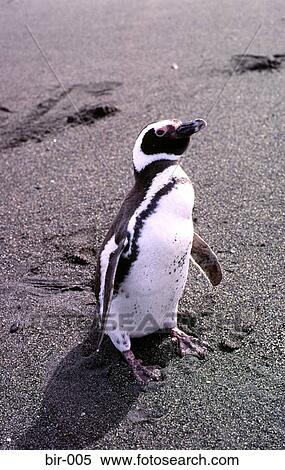 Magellan Penguin on Beach View Large Photo Image Stock Photography - Magellan Penguin on Beach. Fotosearch