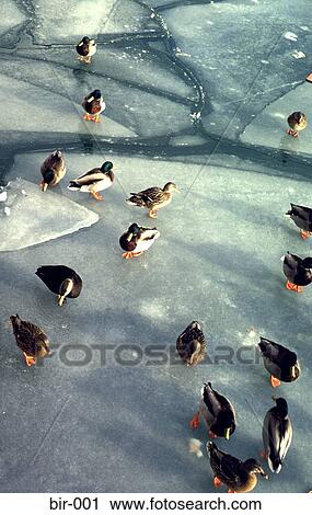 Mallard Ducks on Ice View Large Photo Image Stock Image - Mallard Ducks on Ice. Fotosearch