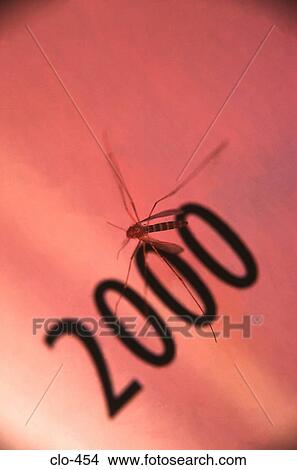 Mosquito on the word '2000' View Large Photo Image Picture - Mosquito on the word '2000'. Fotosearch