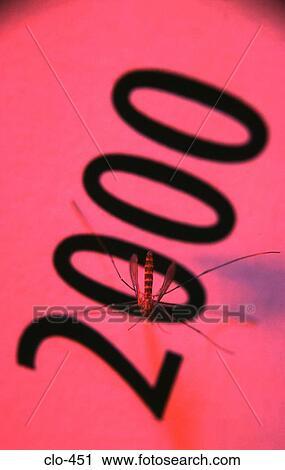 Mosquito on the word '2000' View Large Photo Image Stock Image - Mosquito on the word '2000'. Fotosearch