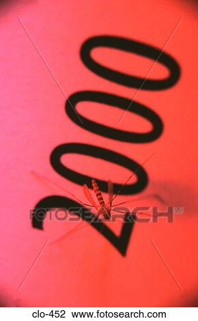 Mosquito on the word '2000' View Large Photo Image Stock Image - Mosquito on the word '2000'. Fotosearch