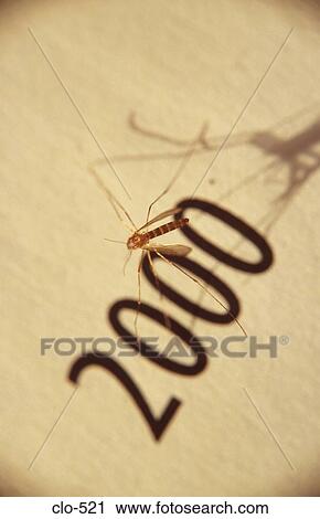 Mosquito on the word 2000 View Large Photo Image Stock Image - Mosquito on the word 2000. Fotosearch