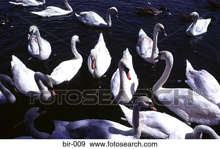 Stock Photo - Mute Swans on the River Thames UK. Fotosearch