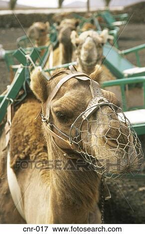 Muzzled Camels Fuerteventura Canary Islands View Large Photo Image Stock Photo - Muzzled Camels Fuerteventura Canary Islands. Fotosearch