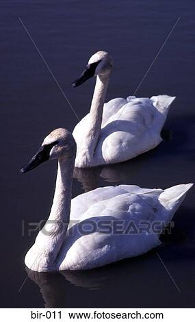 Pair of Bewick Swans on Water View Large Photo Image Stock Image - Pair of Bewick Swans on Water. Fotosearch