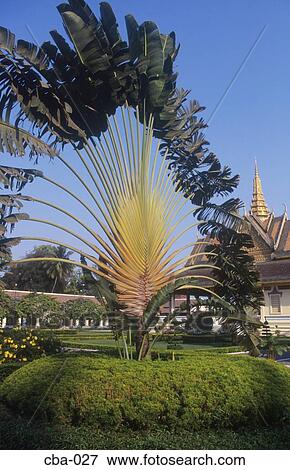 Palm Tree at the Royal Palace Phnom Penh Cambodia View Large Photo Image Stock Photo - Palm Tree at the Royal Palace Phnom Penh Cambodia. Fotosearch