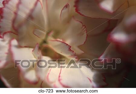Pink Edged Petals View Large Photo Image Stock Image - Pink Edged Petals. Fotosearch