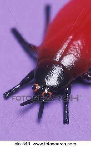Plastic Beetle View Large Photo Image Stock Photo - Plastic Beetle. Fotosearch