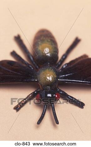 Plastic Fly View Large Photo Image Stock Image - Plastic Fly. Fotosearch