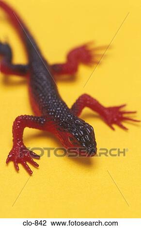 Plastic Lizard View Large Photo Image Stock Image - Plastic Lizard. Fotosearch