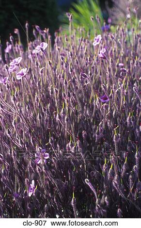 Purple Wild Flowers View Large Photo Image Stock Photo - Purple Wild Flowers. Fotosearch
