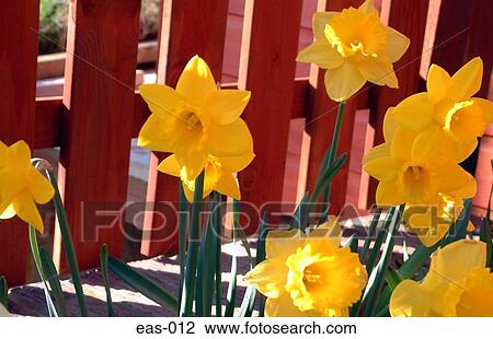 Stock Image - Row of Daffodils. Fotosearch