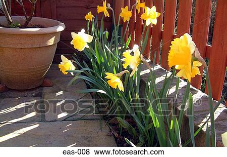 Row of Daffodils View Large Photo Image Stock Photo - Row of Daffodils. Fotosearch