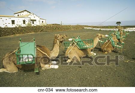 Picture - Row of Passenger Camels La Oliva Fuerteventura Canary Islands. Fotosearch