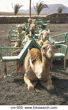 Row of Passenger Camels La Oliva Fuerteventura Canary Islands View Large Photo Image Stock Image - Row of Passenger Camels La Oliva Fuerteventura Canary Islands. Fotosearch