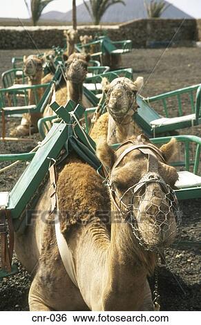 Row of Passenger Camels La Oliva Fuerteventura Canary Islands View Large Photo Image Stock Photograph - Row of Passenger Camels La Oliva Fuerteventura Canary Islands. Fotosearch