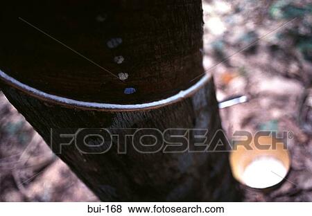 Sap Along a Cut Ridge of Rubber Tree View Large Photo Image Stock Photo - Sap Along a Cut Ridge of Rubber Tree. Fotosearch