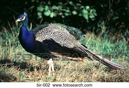 Side View of Male Peacock View Large Photo Image Stock Image - Side View of Male Peacock. Fotosearch
