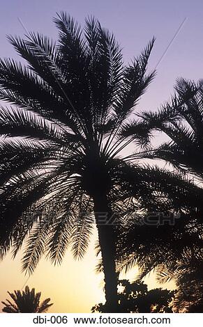Silhouette of Palm Tree Dubai UAE View Large Photo Image Stock Photograph - Silhouette of Palm Tree Dubai UAE. Fotosearch