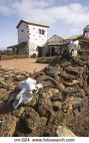 Skulls on Wall La Oliva Fuerteventura Canary Islands View Large Photo Image Picture - Skulls on Wall La Oliva Fuerteventura Canary Islands. Fotosearch