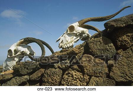 Skulls on Wall La Oliva Fuerteventura Canary Islands View Large Photo Image Stock Image - Skulls on Wall La Oliva Fuerteventura Canary Islands. Fotosearch