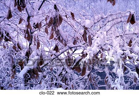 Snow Covered Branches View Large Photo Image Stock Image - Snow Covered Branches. Fotosearch