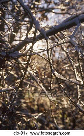 Snow Covered Branches View Large Photo Image Stock Photo - Snow Covered Branches. Fotosearch