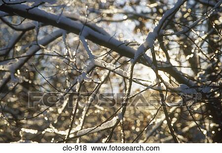 Snow Covered Branches View Large Photo Image Stock Photo - Snow Covered Branches. Fotosearch