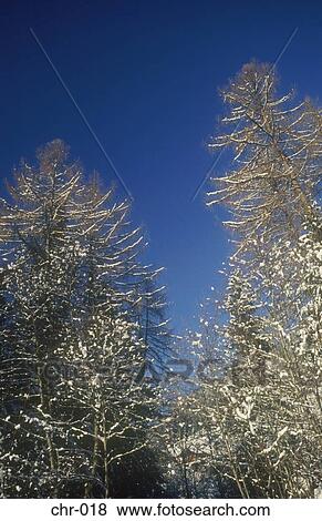 Snow Covered Trees Austria View Large Photo Image Stock Photo - Snow Covered Trees Austria. Fotosearch