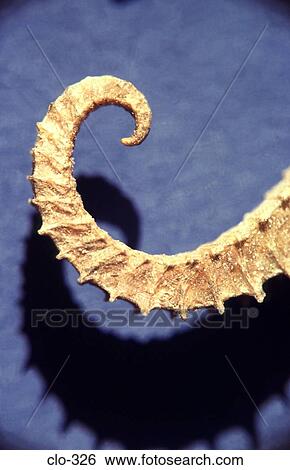 Spiral Shaped Dried Seahorse Tail View Large Photo Image Stock Photograph - Spiral Shaped Dried Seahorse Tail. Fotosearch