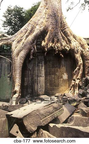 Tree growing on Remains of Ta Prohm Temple Angkor Siem Reap Cambodia View Large Photo Image Stock Photo - Tree growing on Remains of Ta Prohm Temple Angkor Siem Reap Cambodia. Fotosearch