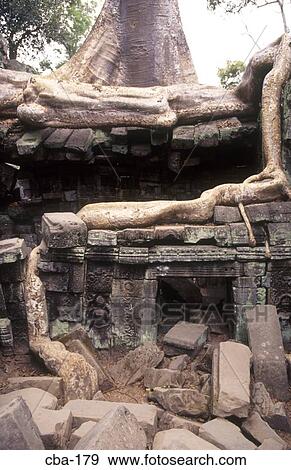 Tree growing on Remains of Ta Prohm Temple Angkor Siem Reap Cambodia View Large Photo Image Stock Photo - Tree growing on Remains of Ta Prohm Temple Angkor Siem Reap Cambodia. Fotosearch