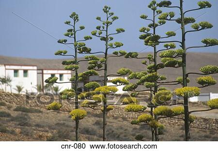 Trees Tefia Fuerteventura Canary Islands View Large Photo Image Stock Image - Trees Tefia Fuerteventura Canary Islands. Fotosearch