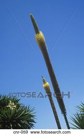Unusual Flowers Fuerteventura Canary Islands View Large Photo Image Stock Photo - Unusual Flowers Fuerteventura Canary Islands. Fotosearch