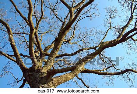 View Of Tree Branches Stock Photo Eas 017 Fotosearch