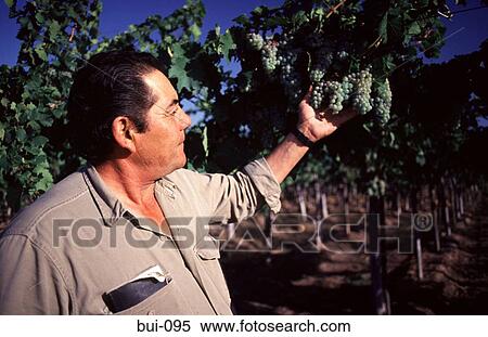 Vineyard and Grape Inspection View Large Photo Image Stock Photography - Vineyard and Grape Inspection. Fotosearch