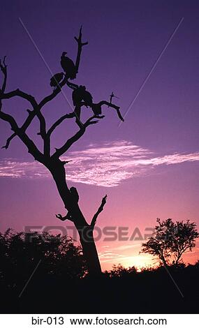 Stock Image - Vultures Perched in a Tree at Sunset Africa. Fotosearch