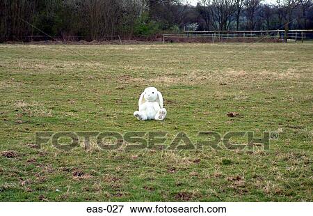 White Stuffed Rabbit in Middle of a Field View Large Photo Image Stock Photo - White Stuffed Rabbit in Middle of a Field. Fotosearch