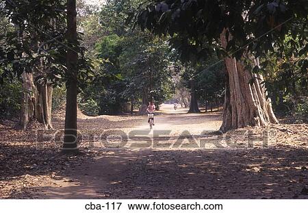 Woman Cycling Through Trees Ta Prohm Cambodia View Large Photo Image Stock Photo - Woman Cycling Through Trees Ta Prohm Cambodia. Fotosearch
