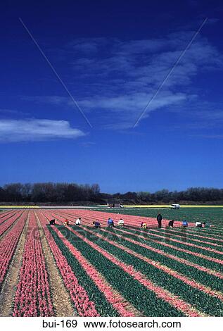 Stock Photo - Workers Removing Heads of Hyacinth Plant Bulb Field. Fotosearch