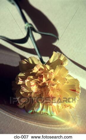 Yellow Carnation With Coloured Highlights View Large Photo Image Stock Photo - Yellow Carnation With Coloured Highlights. Fotosearch