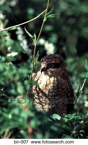 Young Hawk in a Bush View Large Photo Image Stock Photo - Young Hawk in a Bush. Fotosearch