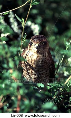 Young Hawk in Bush View Large Photo Image Stock Photo - Young Hawk in Bush. Fotosearch