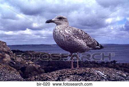 Young Herring Gull on a Rock UK View Large Photo Image Stock Image - Young Herring Gull on a Rock UK. Fotosearch