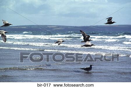 Young Herring Gulls Flying Near Sea Shore UK View Large Photo Image Stock Photo - Young Herring Gulls Flying Near Sea Shore UK. Fotosearch