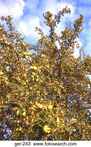 Apple Tree in Orchard Allgau Germany View Large Photo Image Stock Image - Apple Tree in Orchard Allgau Germany. Fotosearch