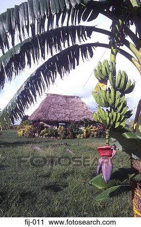 Banana Palm and Traditional Bure Seashell Cove Fiji View Large Photo Image Stock Image - Banana Palm and Traditional Bure Seashell Cove Fiji. Fotosearch