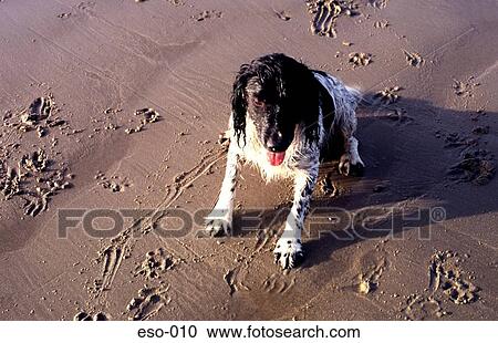 Stock Image - Black Faced Dog Sitting on Sandy Beach. Fotosearch