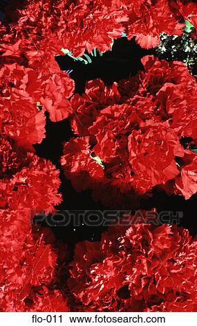Stock Image - Bunch of Red Carnations. Fotosearch